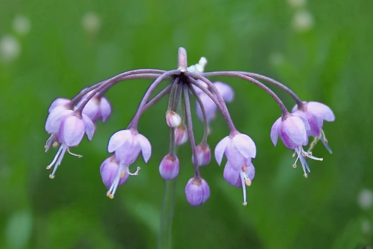 Алліум похилий