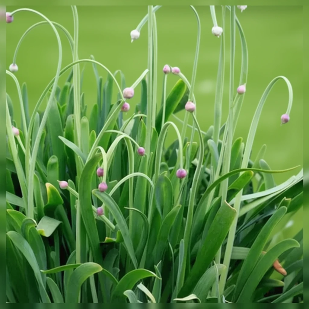 Алліум пониклий