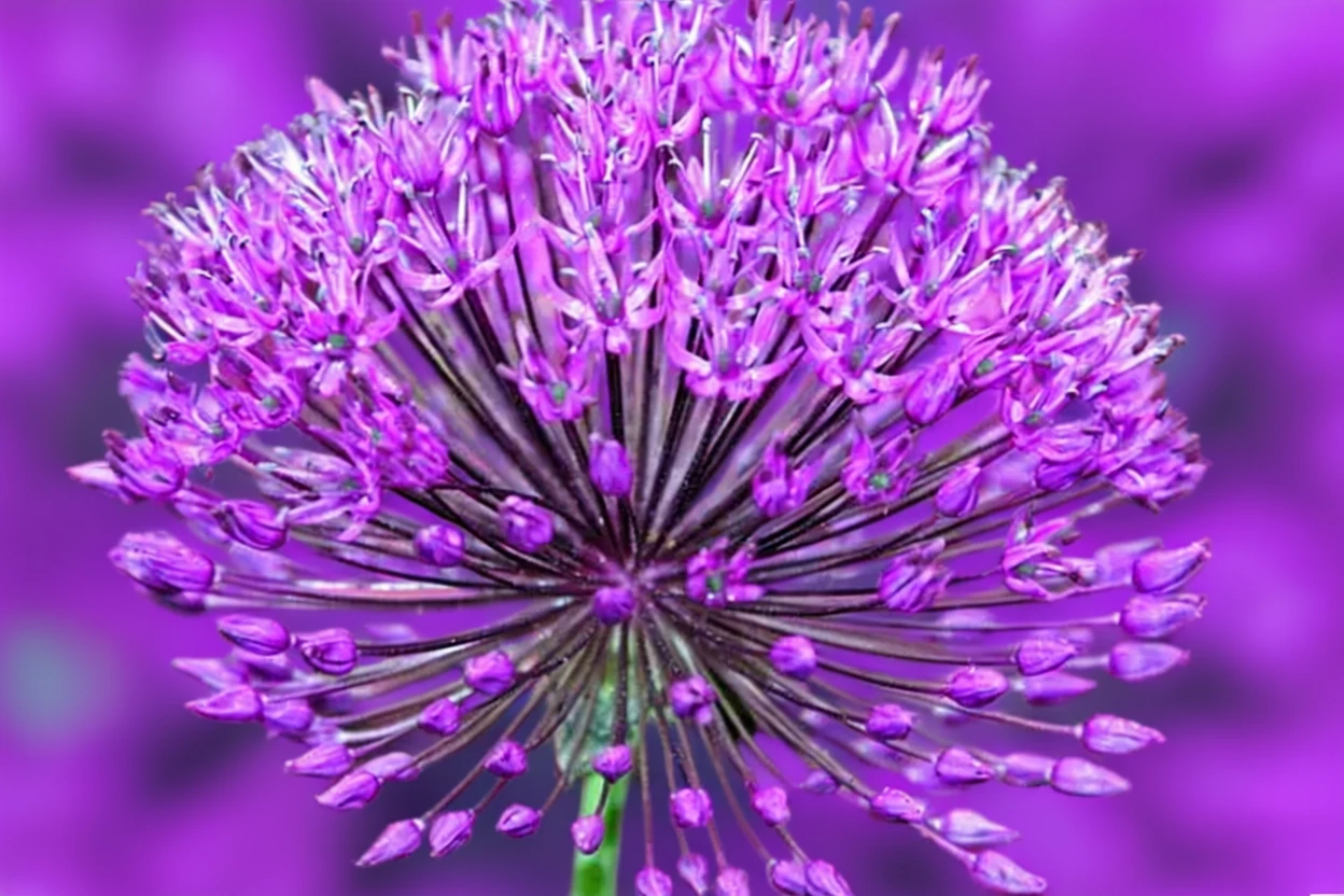 Алліум Пурпл Сенсейшн