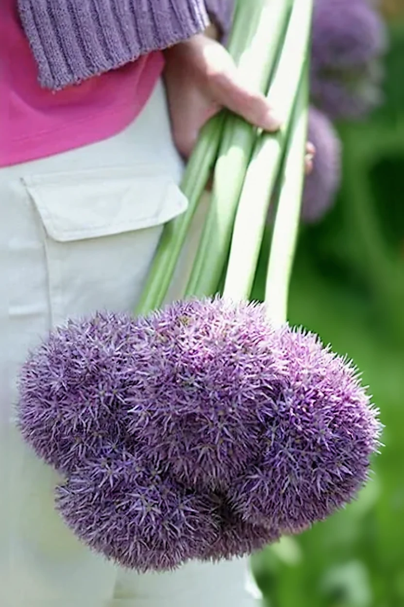 Алліум Раунд енд Перпл