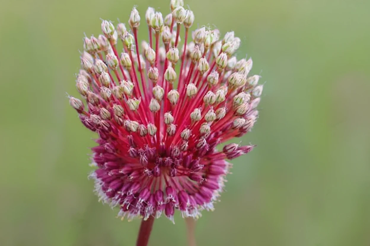 Алліум Ред Могікан
