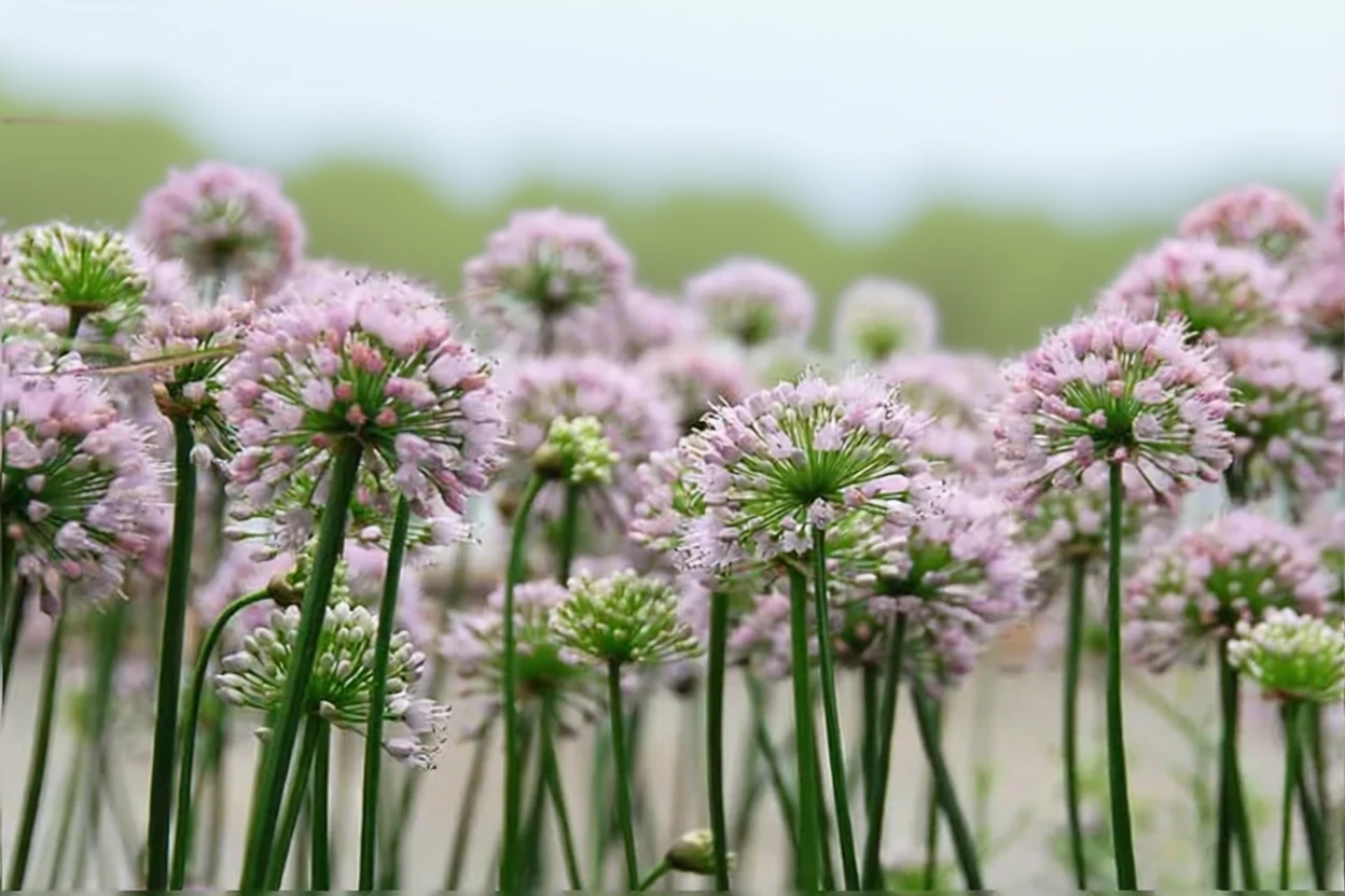 Алліум Саммер Бюті