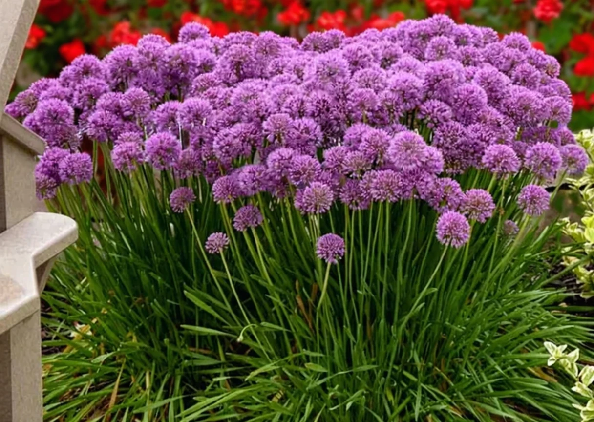 Алліум Серендіпіті