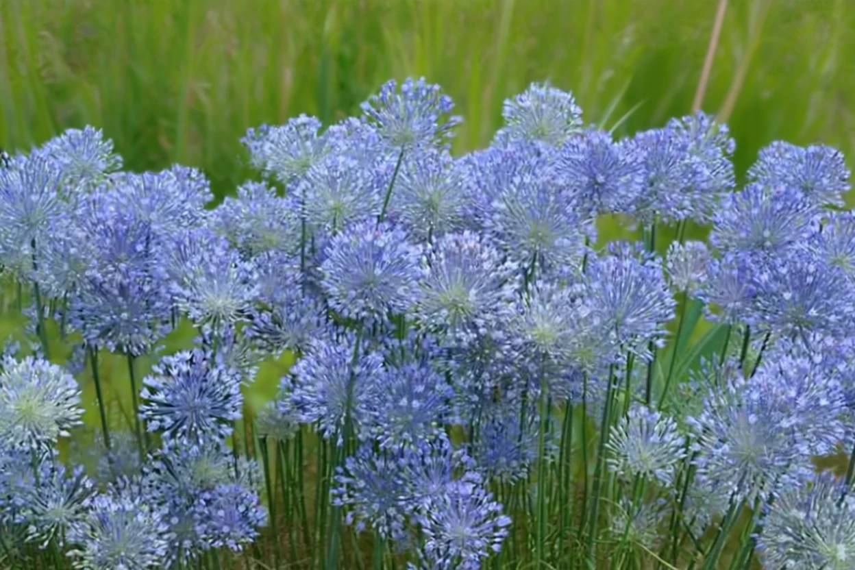 Алліум цезіум