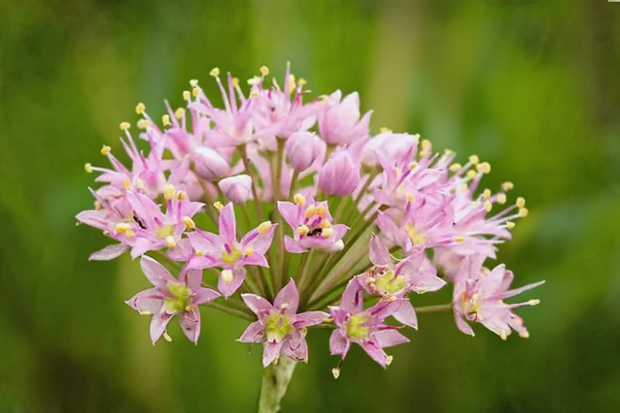 Алліум зірчастий / Allium stellatum