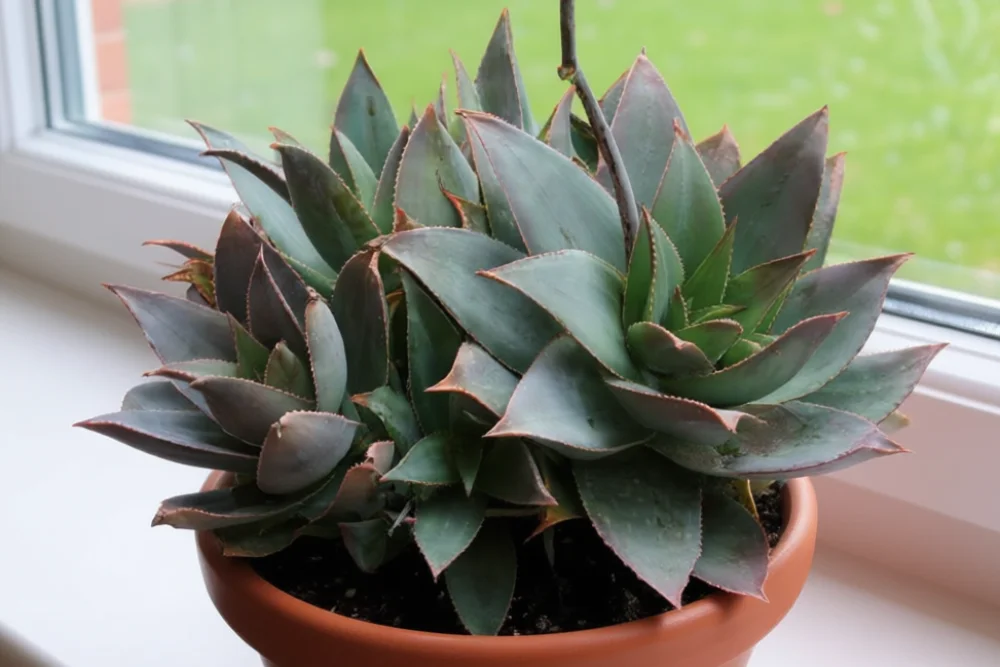 Алое смугасте / Aloe striata