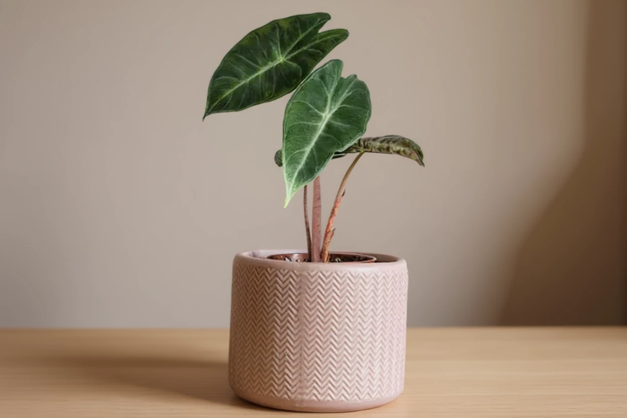 Алоказія багінда Пінк Драгон