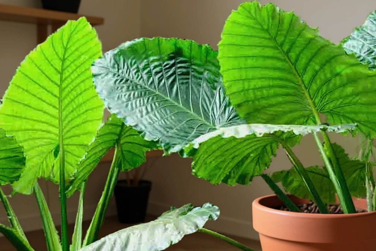 Алоказія індійська