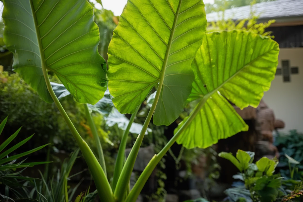 Алоказія пахуча