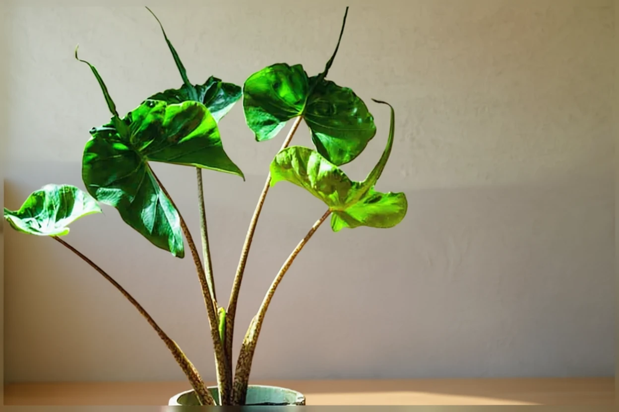 Stingray Alocasia / Алоказія Стінгрей