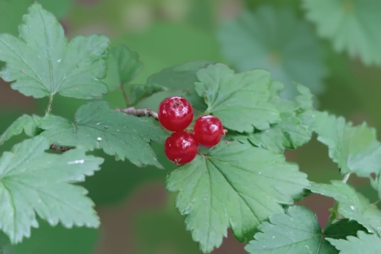 Альпійська смородина / Ribes alpinum
