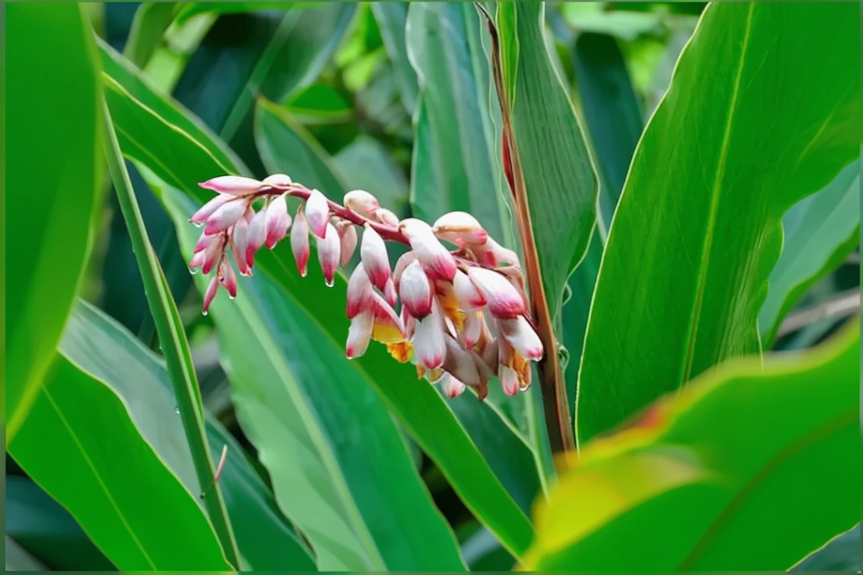 Альпінія поникла