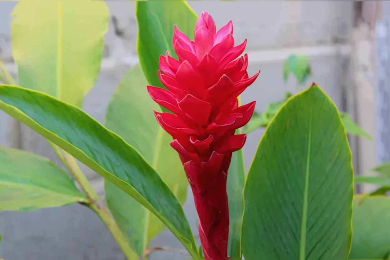 Альпінія пурпурна / Alpinia purpurata