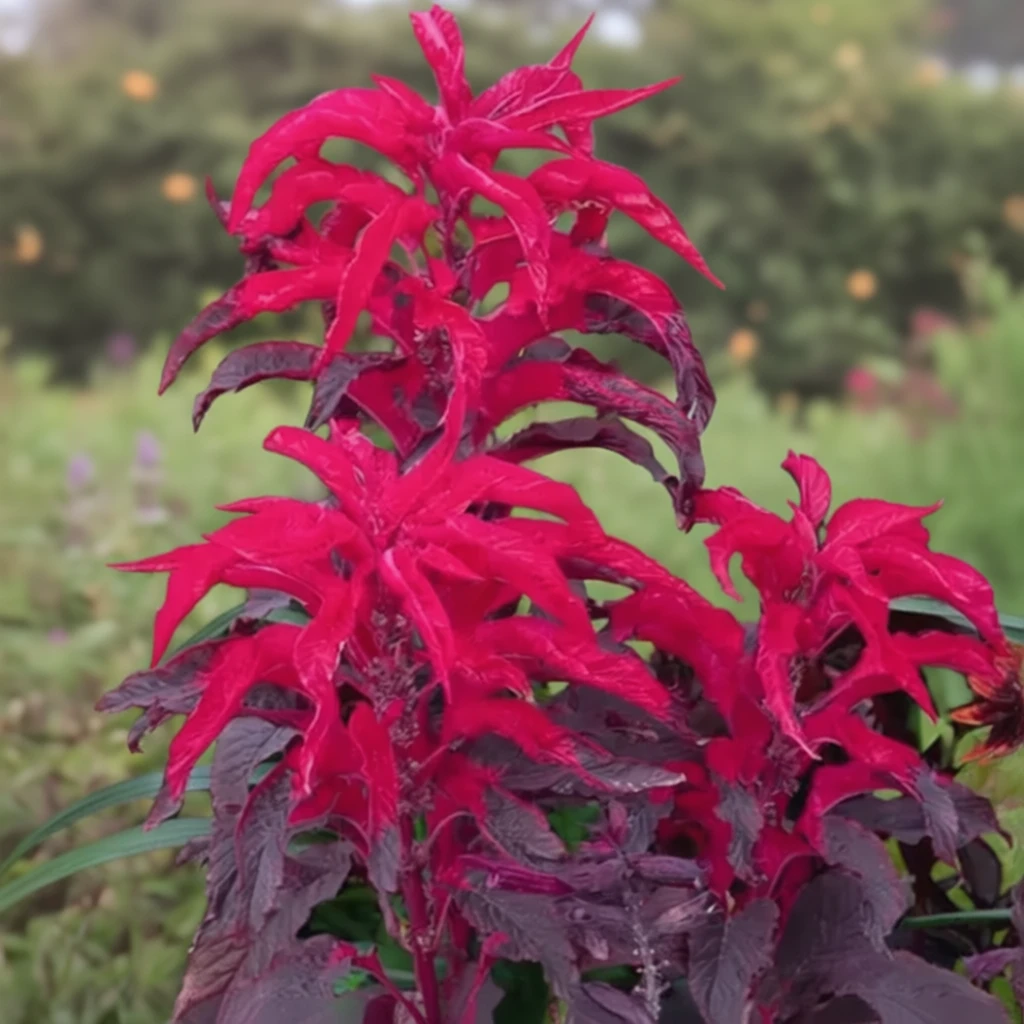 Амарант триколірний Ерлі Сплендор / Amaranthus tricolor Early Splendor