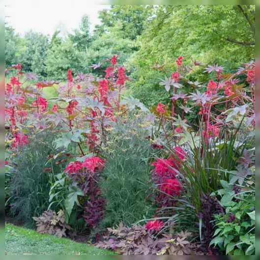 Амарант триколірний Ерлі Сплендор