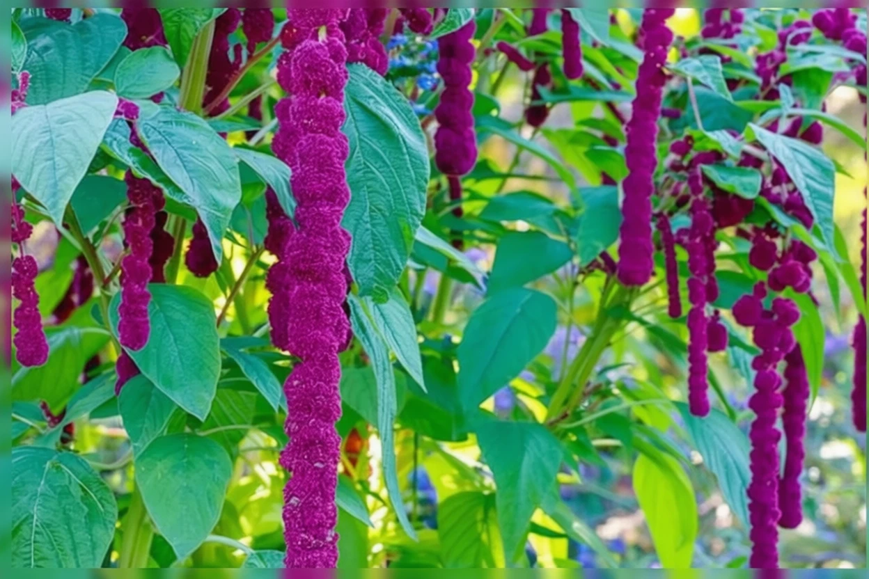 Амарант звисаючий Дредлокс