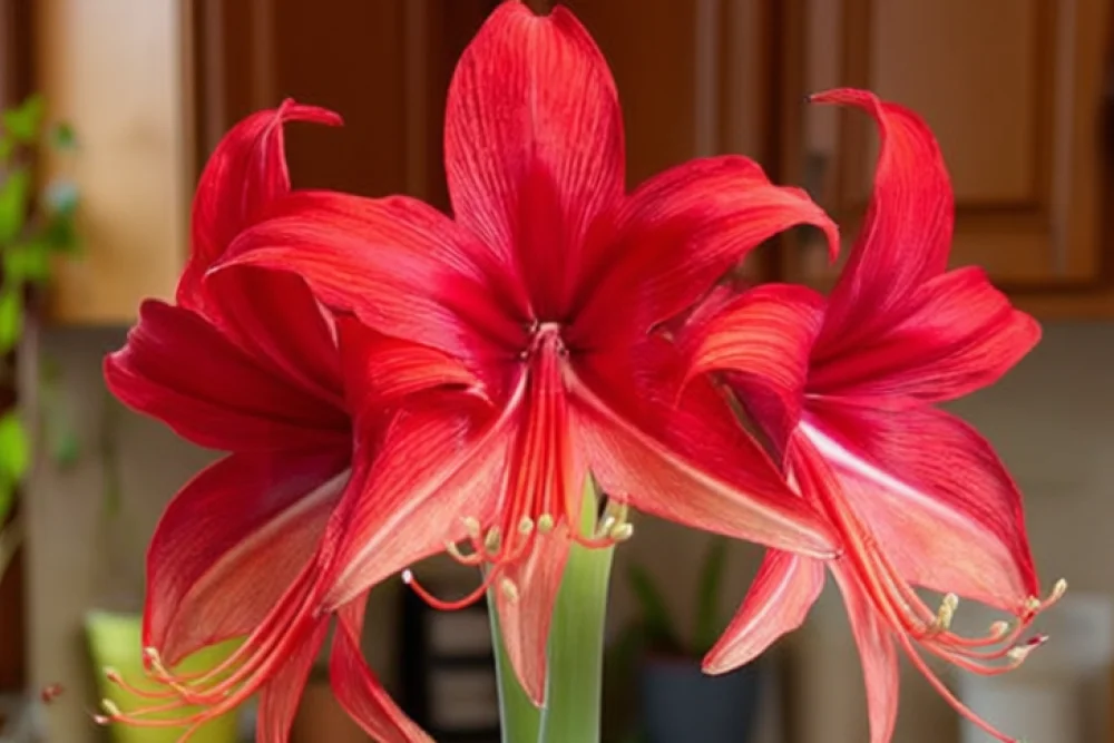 Амариліс Богота / Amaryllis Bogota