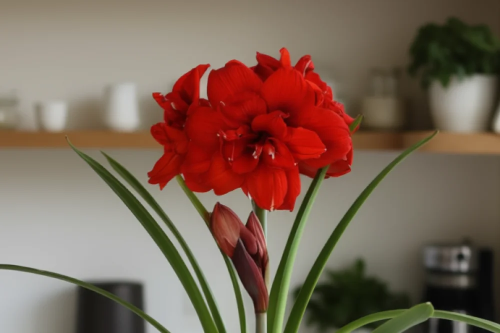 Амариліс Дабл Кінг / Amaryllis Double King
