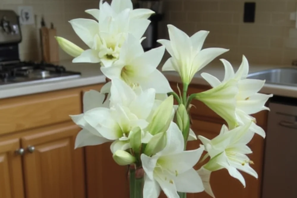 Амариліс Джевел / Amaryllis Jewel