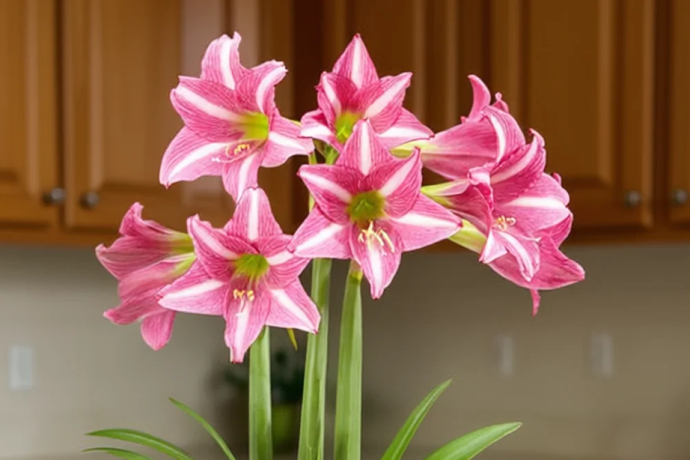 Амариліс Естелла / Amaryllis Estella