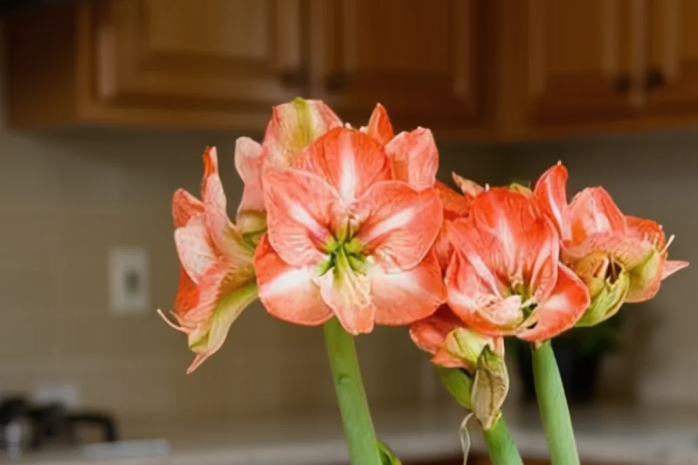 Амариліс Фаро / Amaryllis Faro