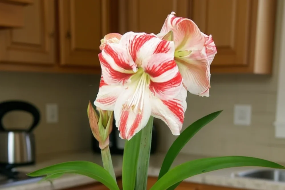 Амариліс Клоун / Amaryllis Clown