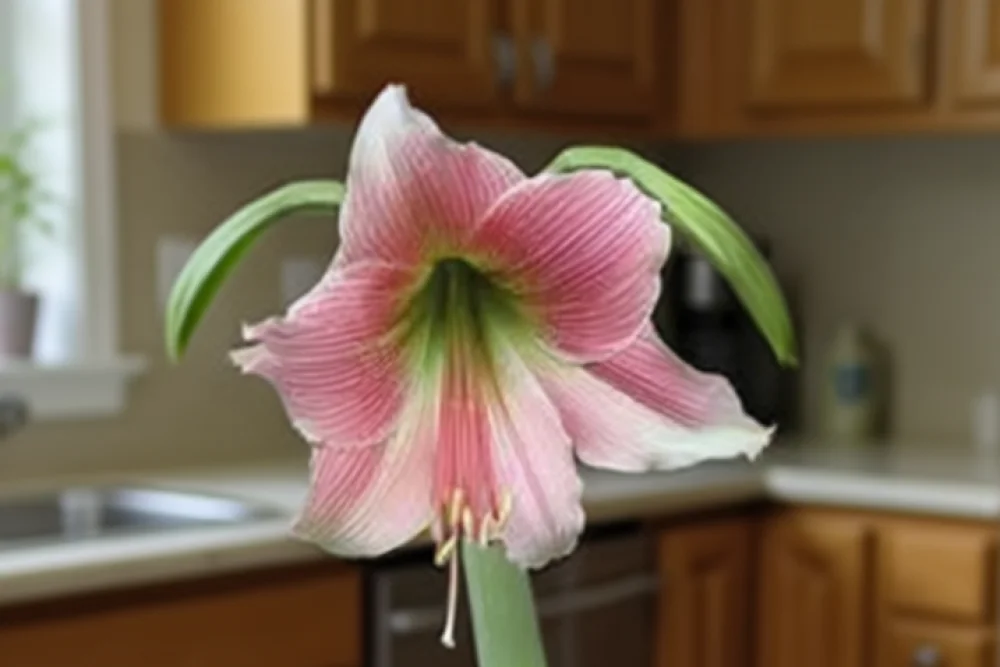 Амариліс Місті / Amaryllis Misty