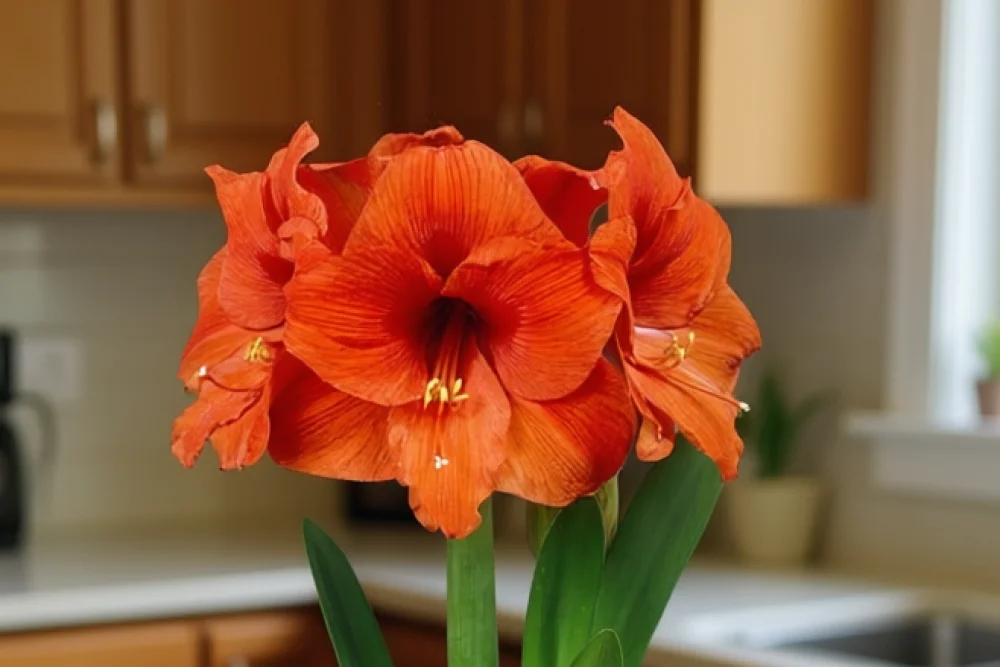 Оранж Соверен Амариліс / Amaryllis Orange Souvereign