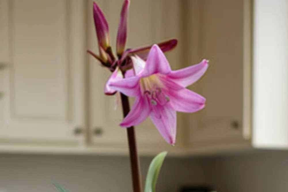 Амариліс прекрасний / Amaryllis belladonna