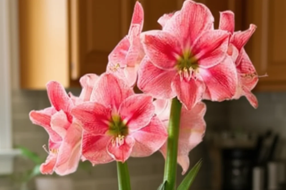 Амариліс Світ Німф / Amaryllis Sweet Nymph