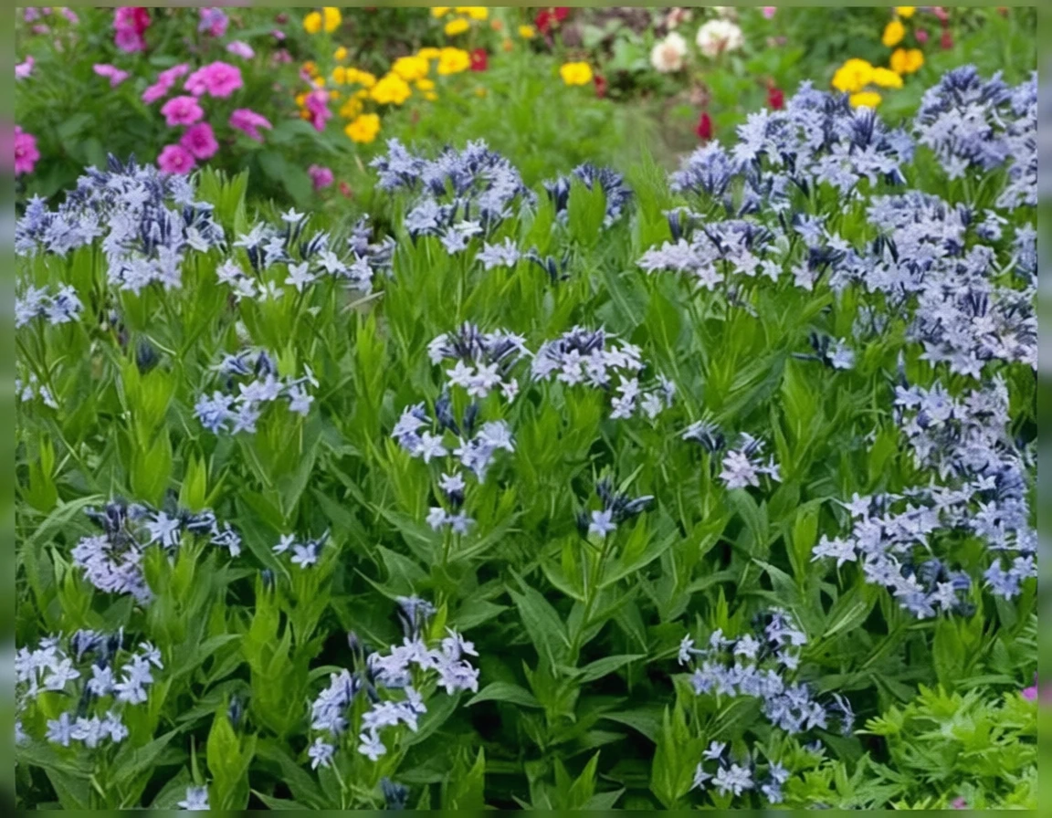 Амсонія Блу Айс / Amsonia Blue Ice