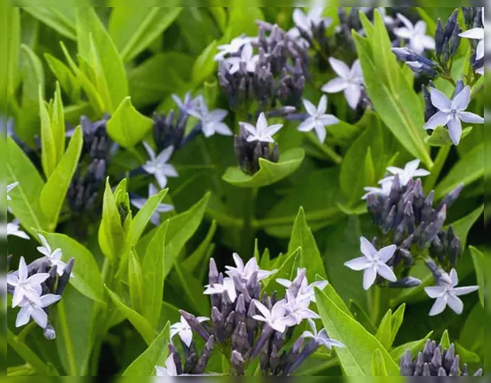 Амсонія Блу Айс