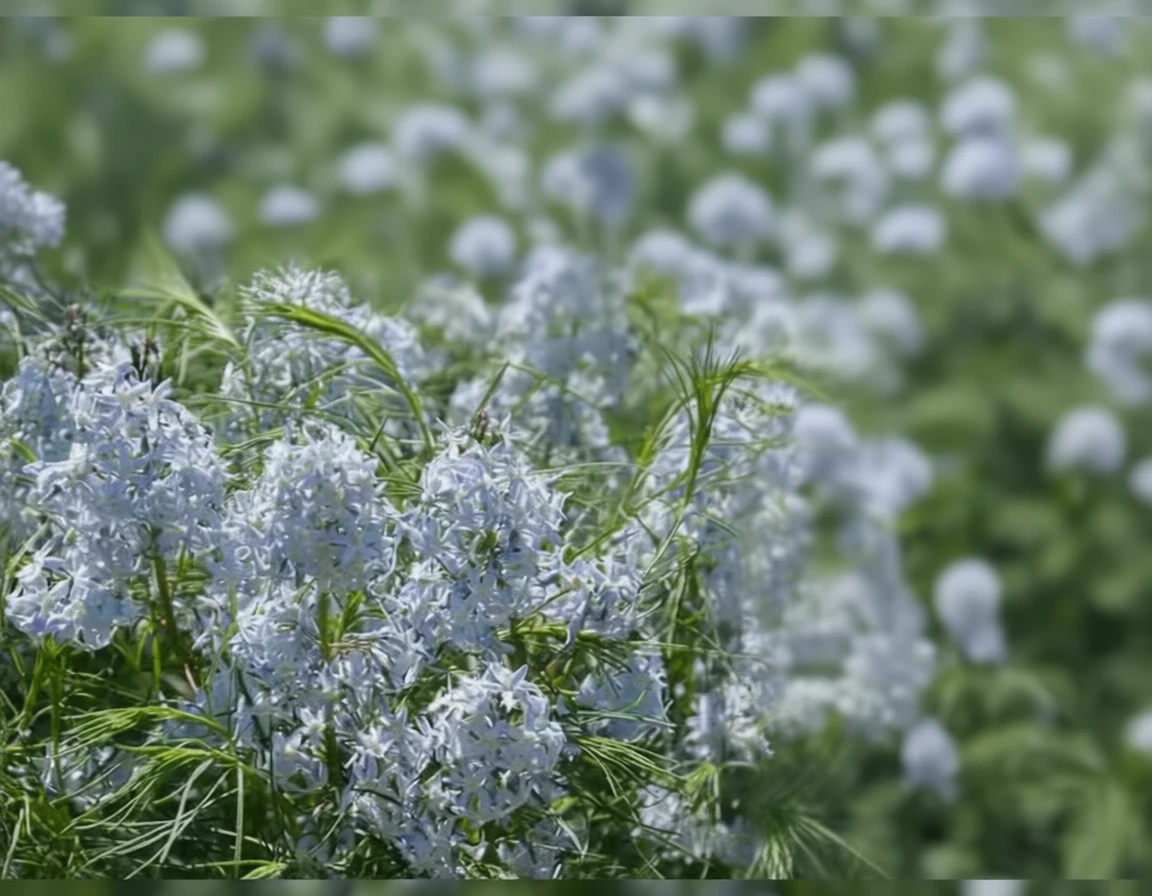 Амсонія Хабрітча