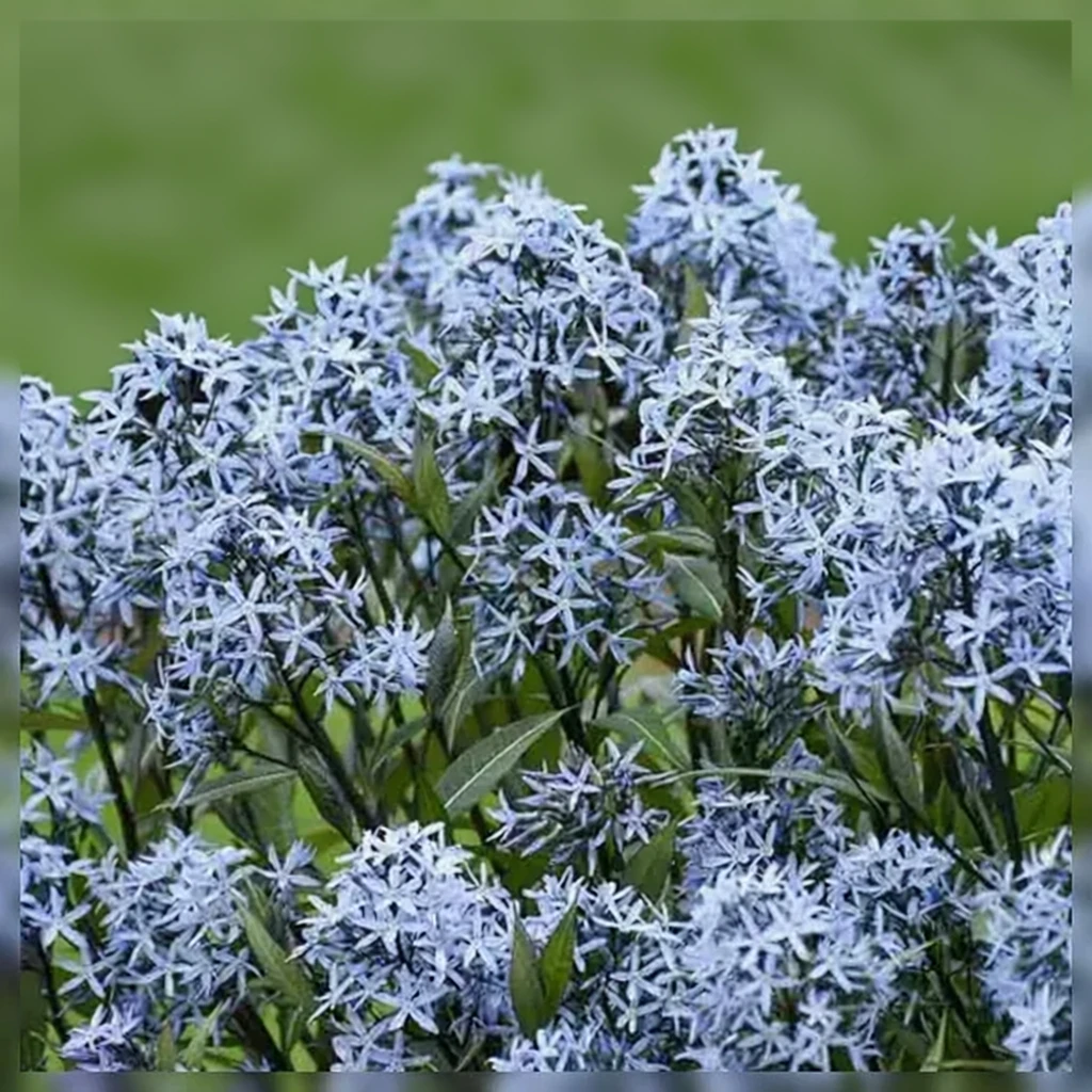 Амсонія табернемонтана Сторм Клауд / Amsonia tabernaemontana Storm Cloud