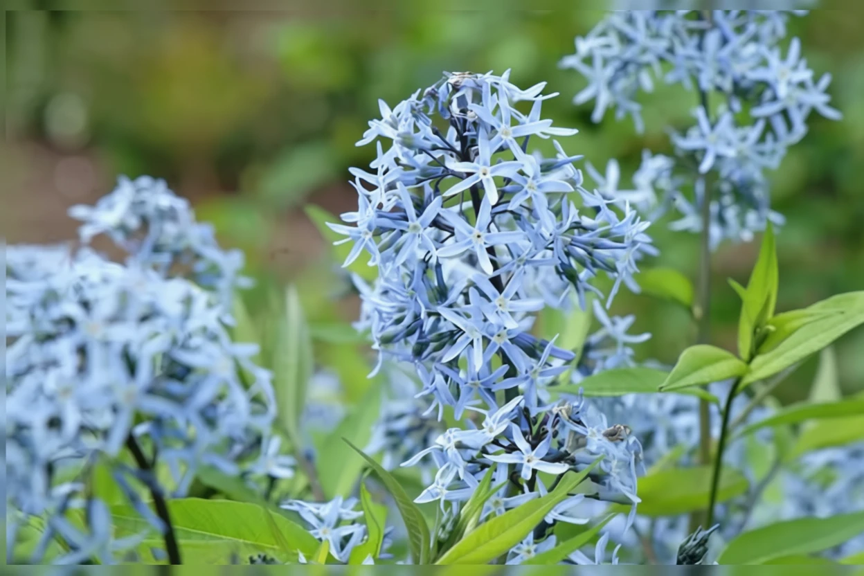 Амсонія табернемонтана вар. салісіфолія / Amsonia tabernaemontana var. salicifolia