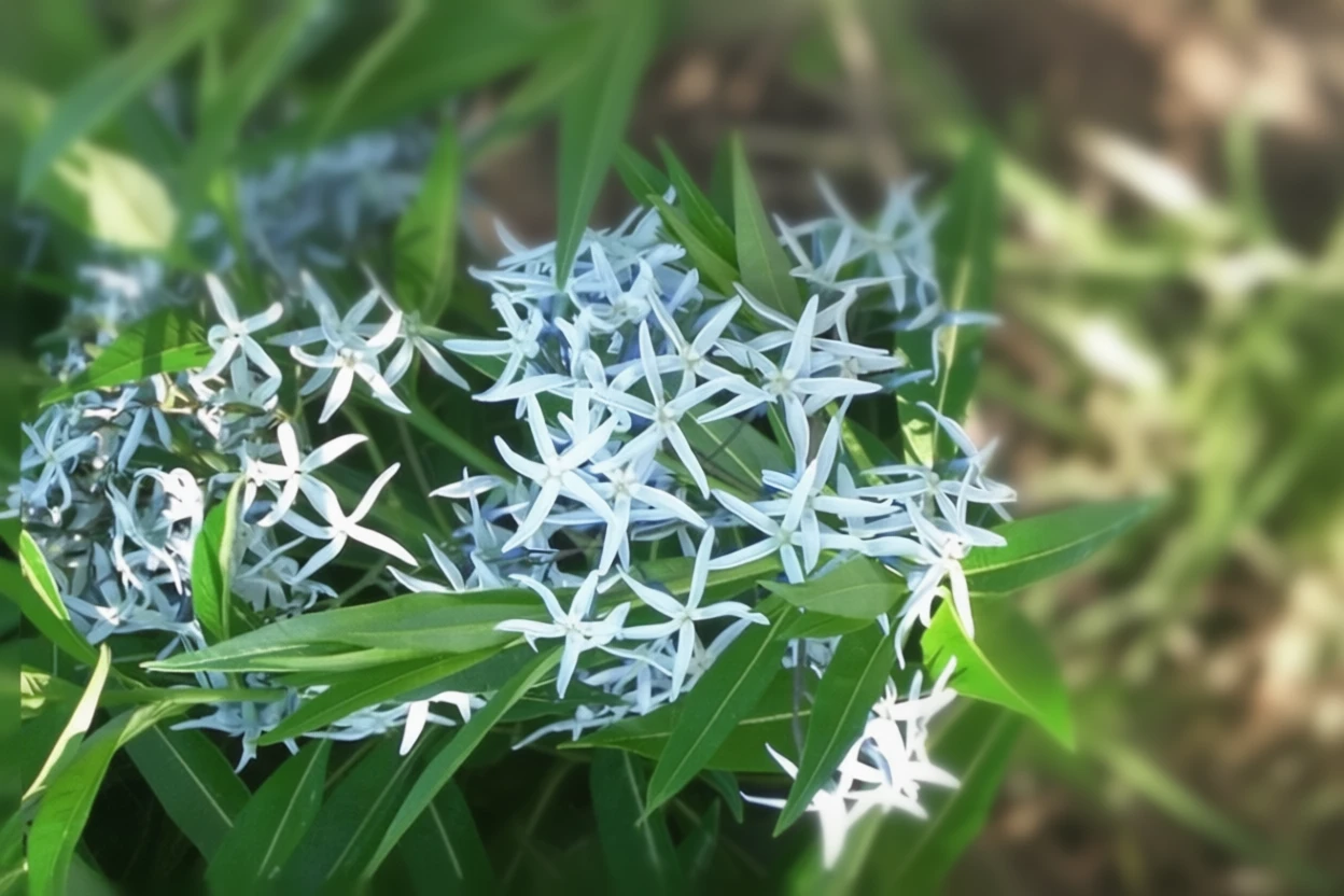 Амсонія війчаста / Amsonia ciliata