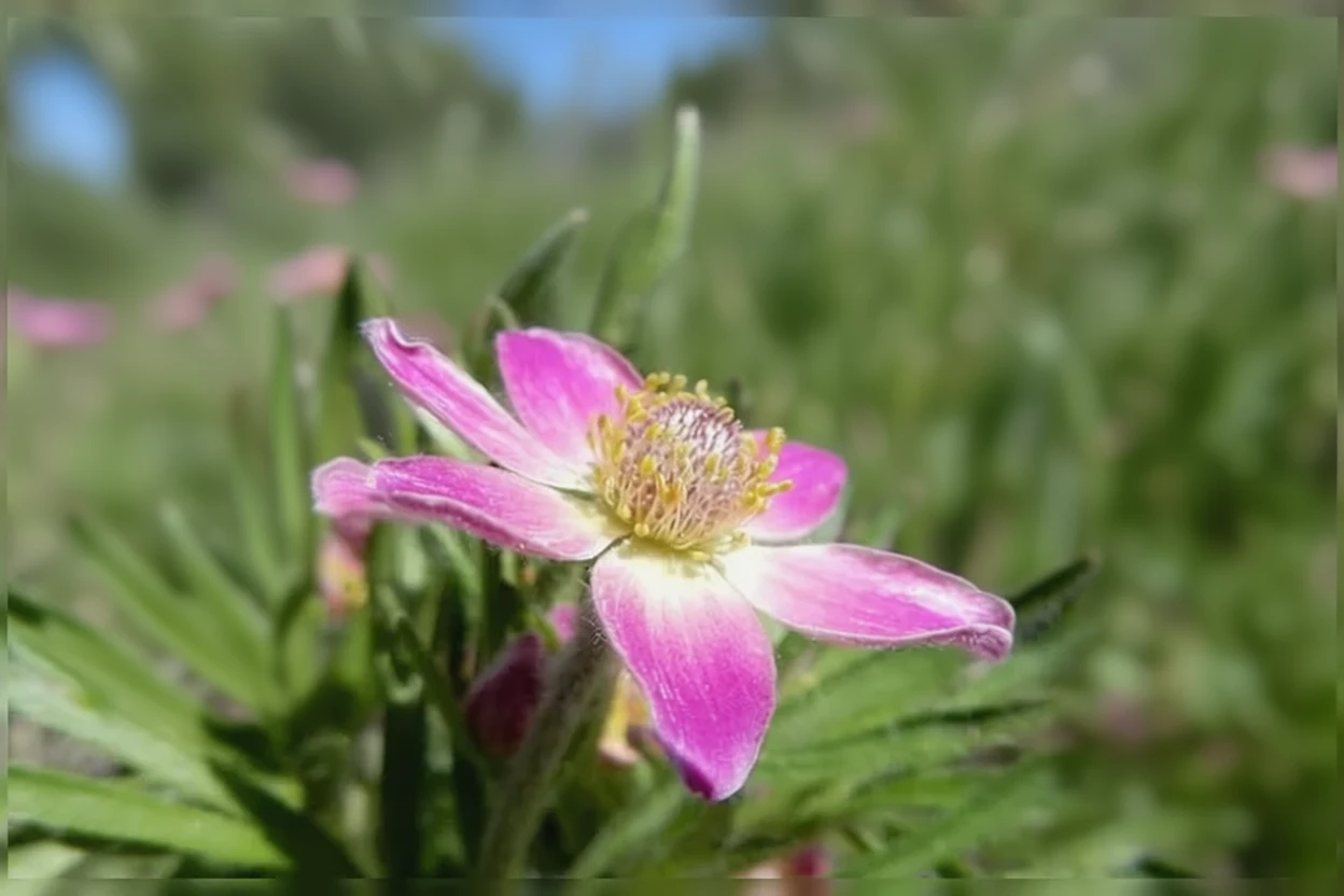 Анемона багатороздільна