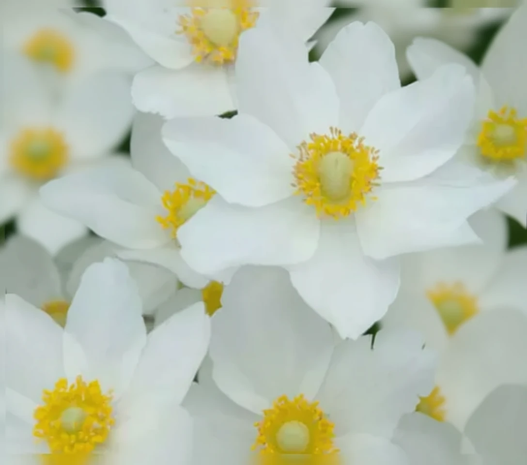 Анемона дібровна Мадонна