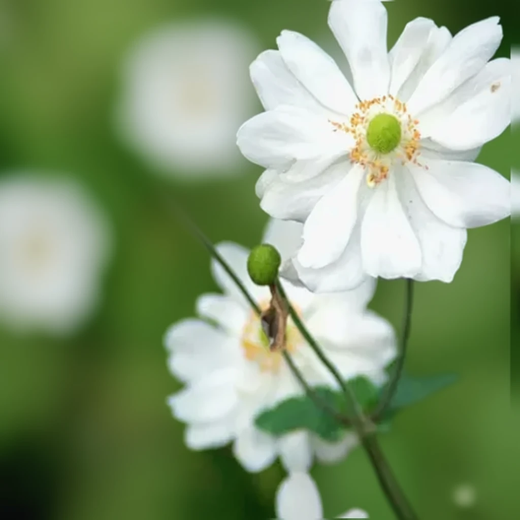 Анемона гібридна Вірлвінд
