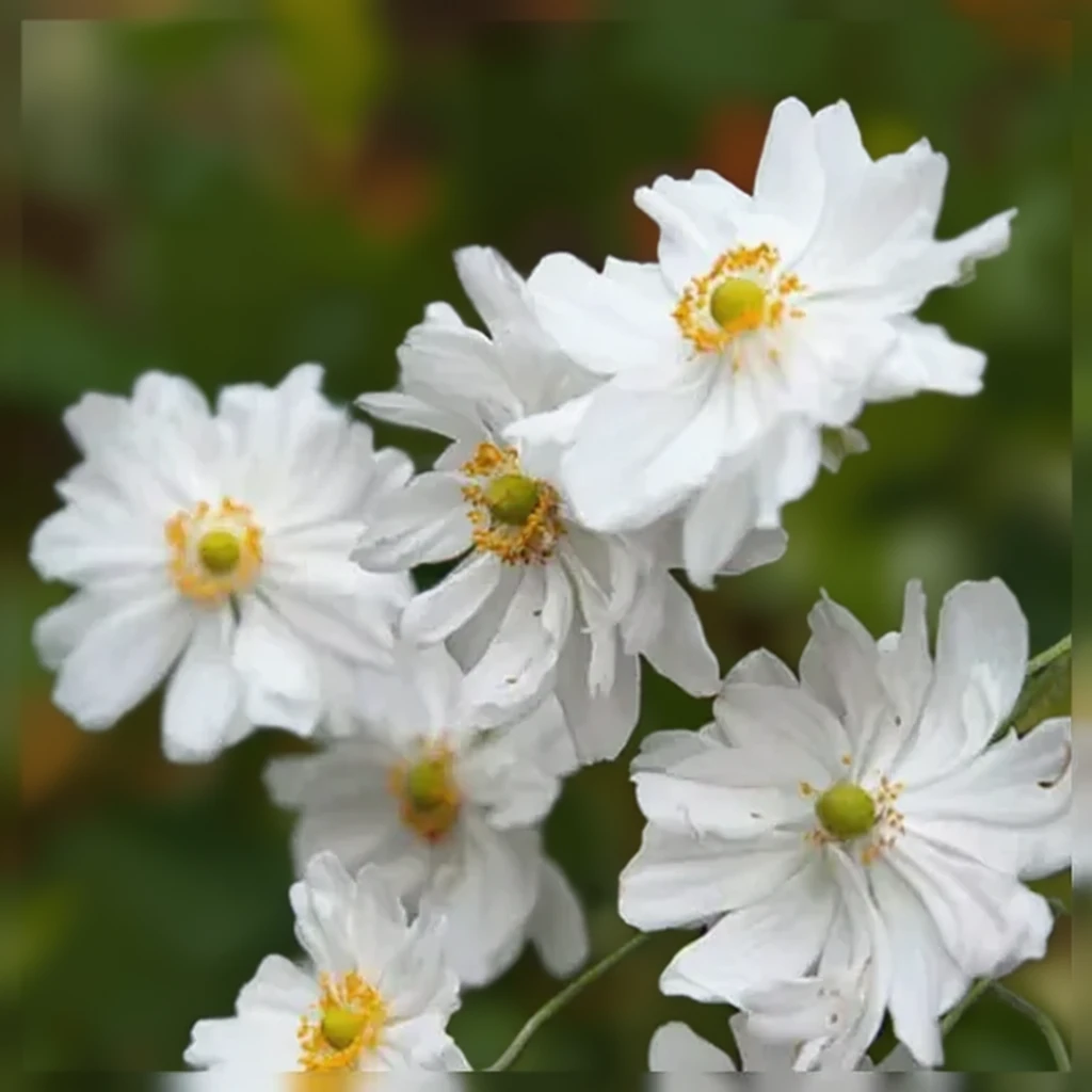 Анемона гібридна Вірлвінд