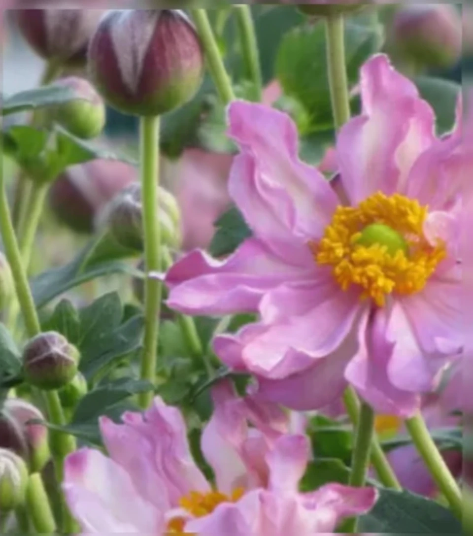 Анемона хупехенська Покахонтас / Anemone hupehensis Pocahontas