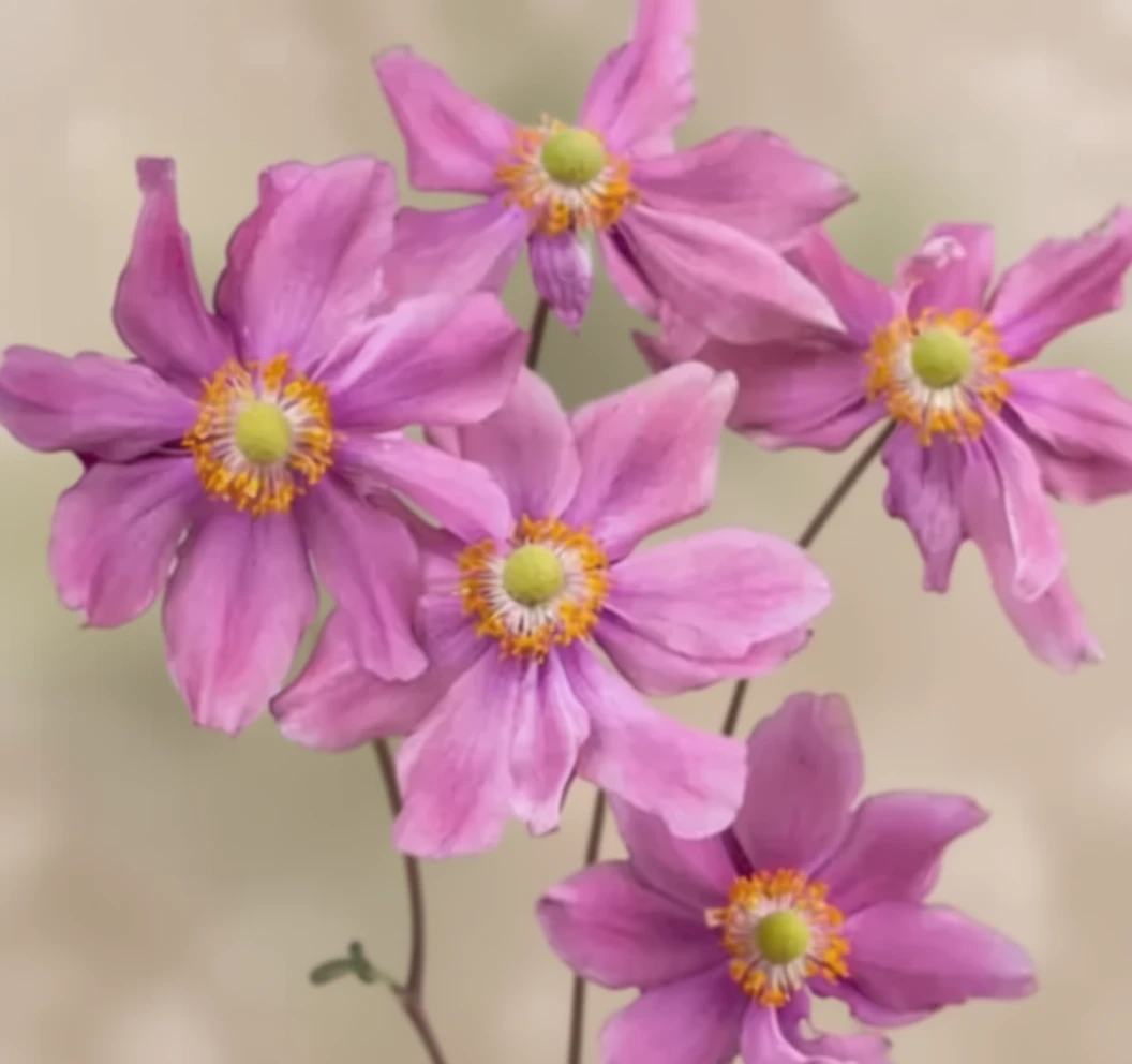 Анемона хупехенська Прінц Генріх / Anemone hupehensis Prinz Heinrich