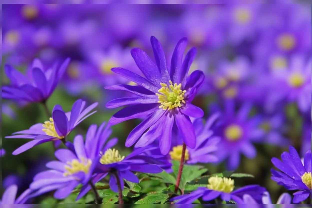 Анемона ніжна Блу Шейдс / Anemone blanda Blue Shades