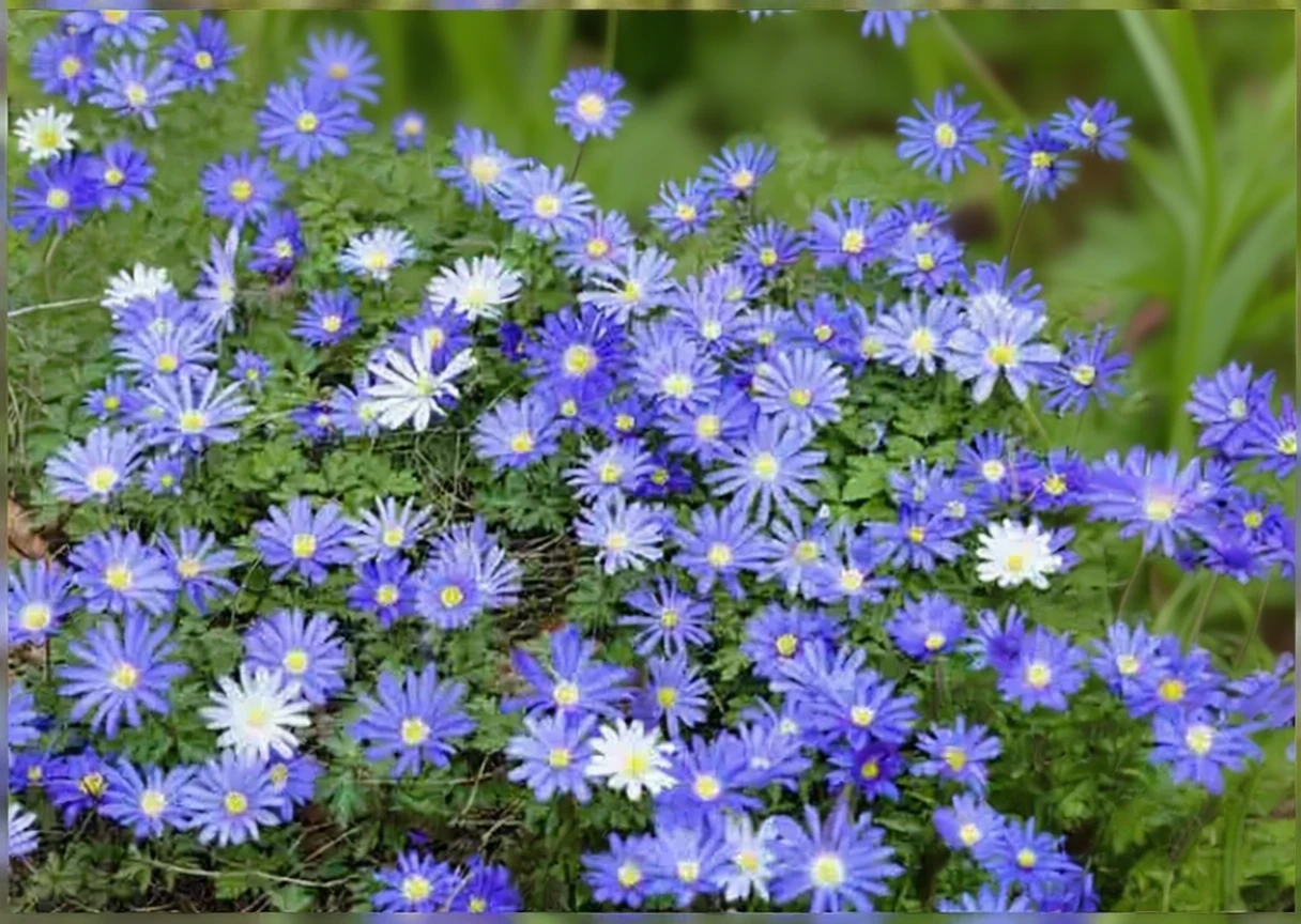 Анемона ніжна Блу Стар / Anemone blanda Blue Star
