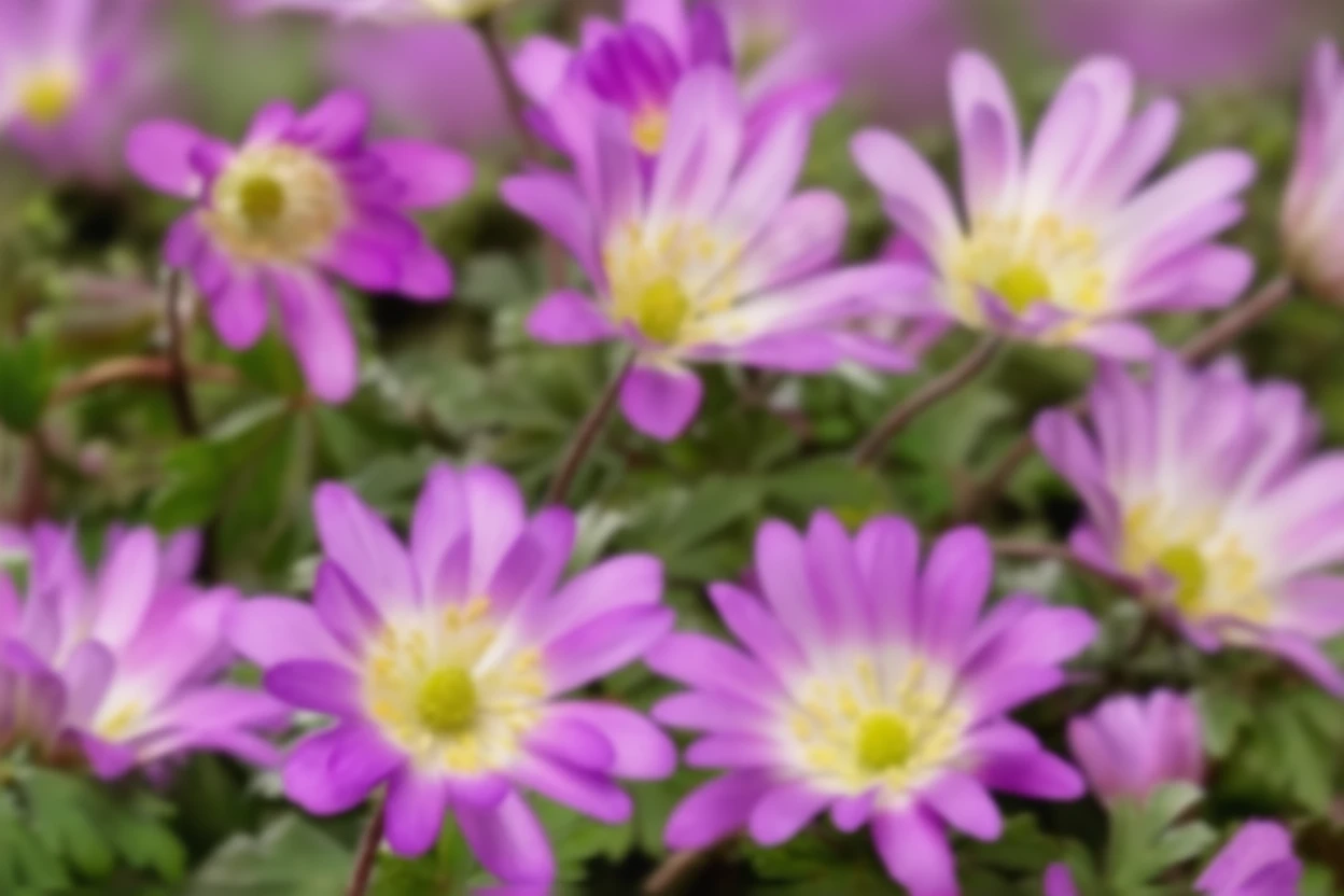 Анемона ніжна Пінк Чармер / Anemone blanda Pink Charmer