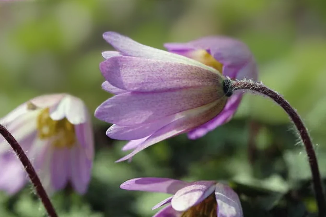 Анемона ніжна Пінк Чармер