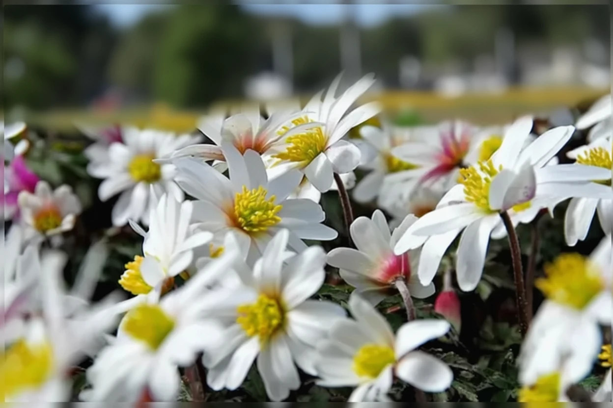 Анемона ніжна Вайт Сплендор / Anemone blanda White Splendour