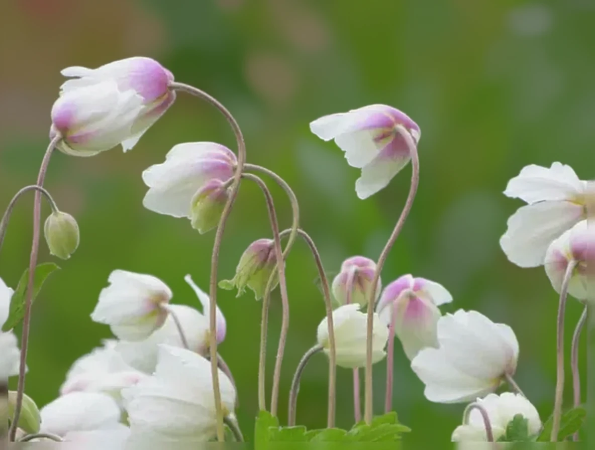 Анемона сільвестріс / Anemone sylvestris