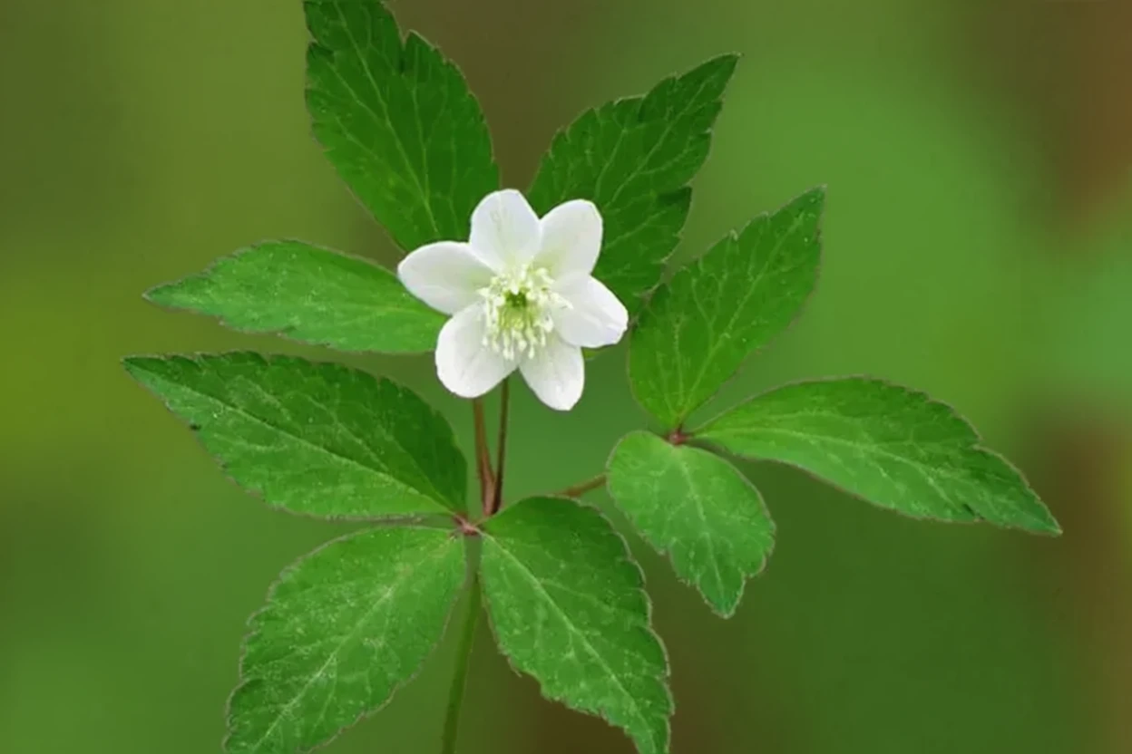 Анемона трилиста / Anemone trifolia