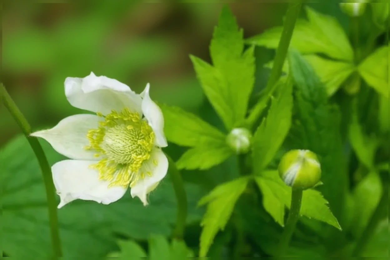 Анемона віргінська / Anemone virginiana